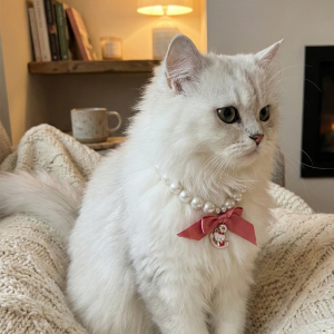 Cat Pearl Collar | Pet Collar