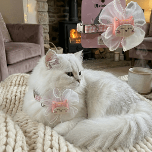 Zichen Cat Collar Adjustable | Cute Bow Design | Available In Different Colours