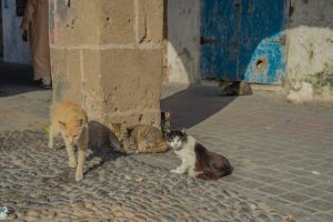 Semi-domesticated “wild” cats basking in the sun in Mogador.