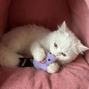 Mouse Toy For Cats | Colour may vary