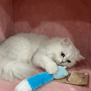 Mouse Toy For Cats | Colour may vary