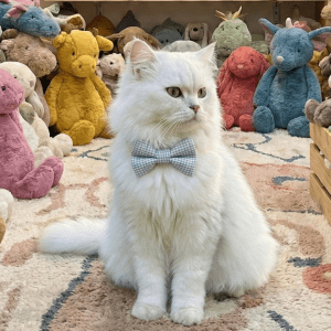 Blue Cute Bow Collar For Cats | Accessory