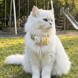Yellow Cute Collar For Cats | Accessory